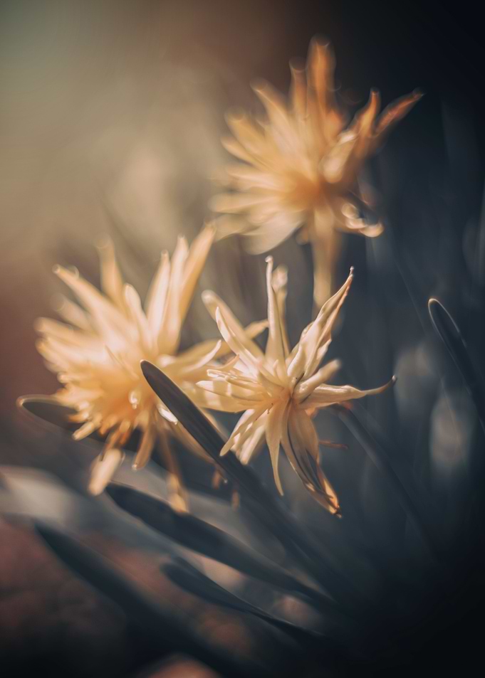 Yellow miniature daffodils
