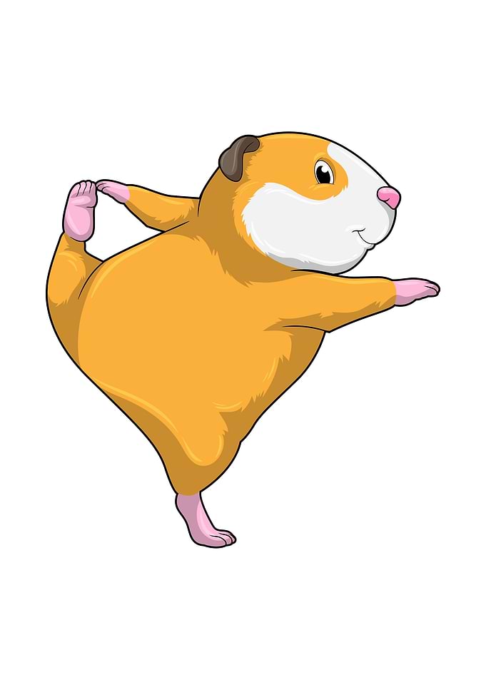 Guinea pig Yoga Stretching