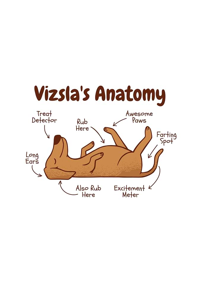 Vizsla dog Anatomy