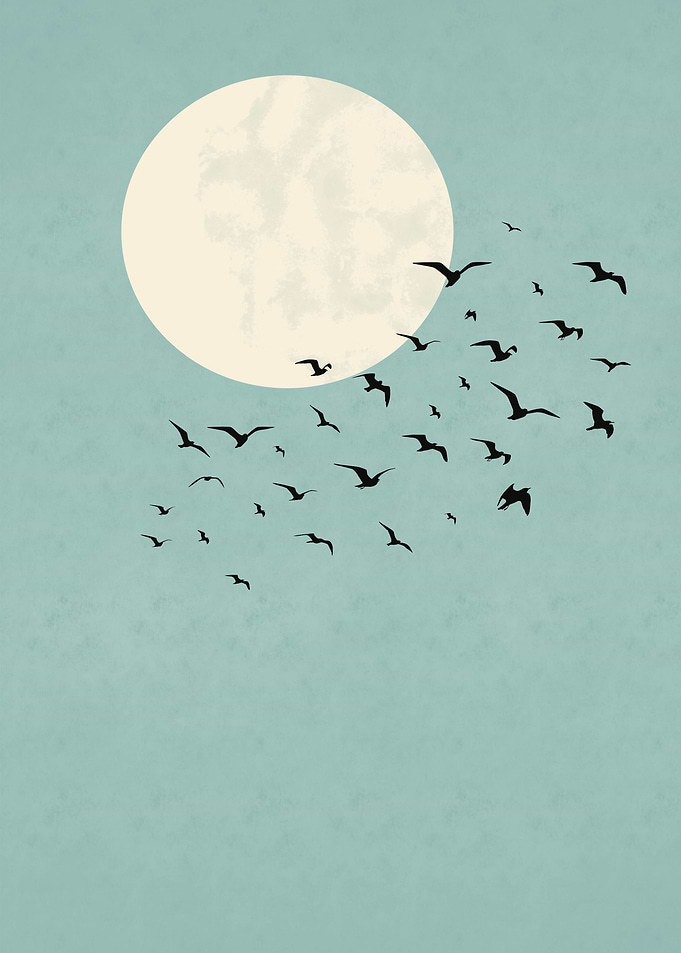 Birds before moon Sky blue