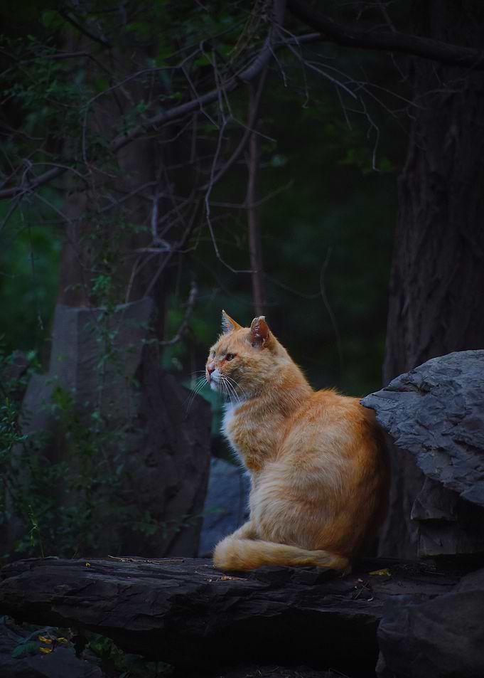 Cat Cats Feline Kitty