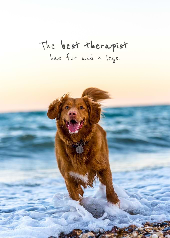 Cute Dog Happiness