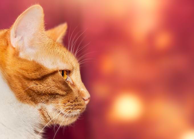 Cat Cats Feline Kitty