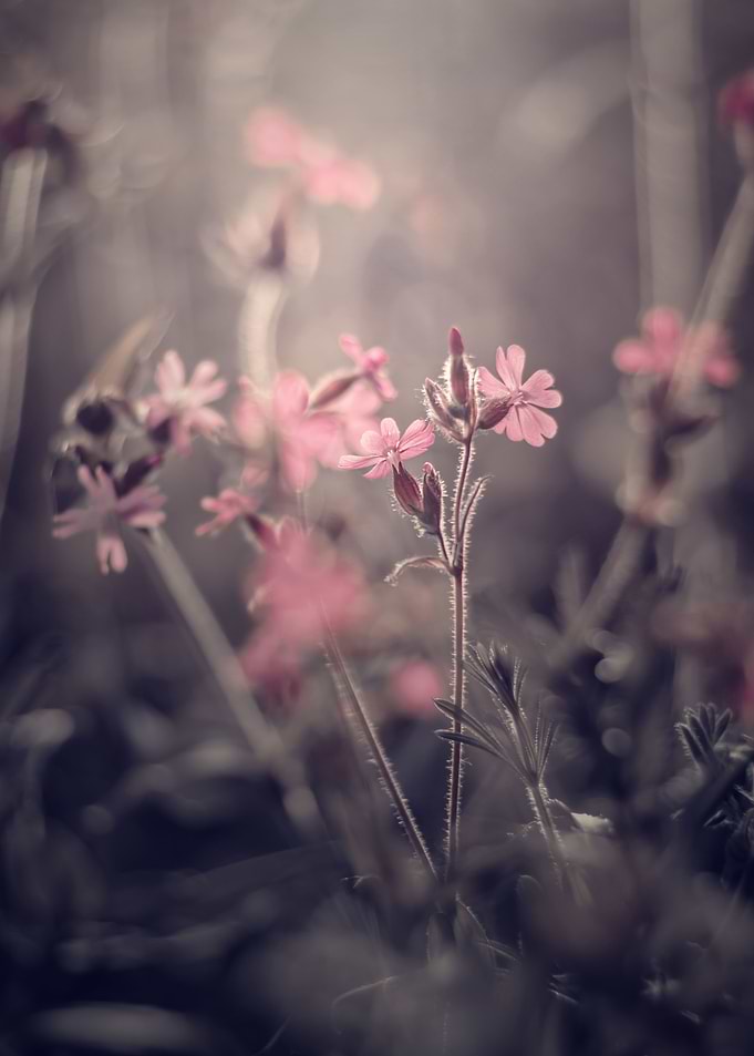 Tales from the May meadow