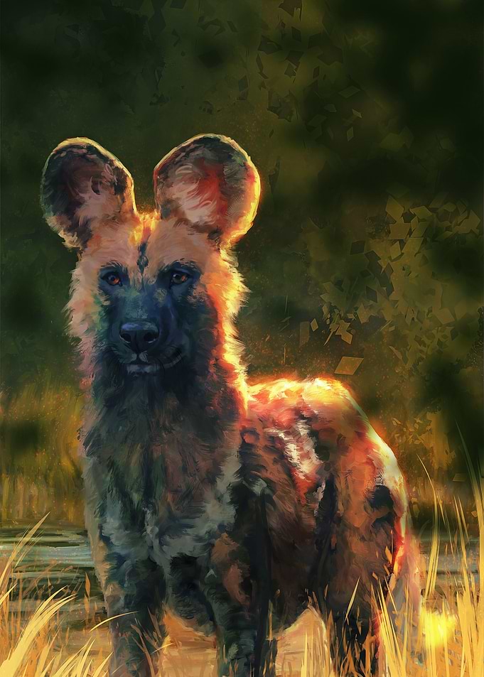 African Wild Dog