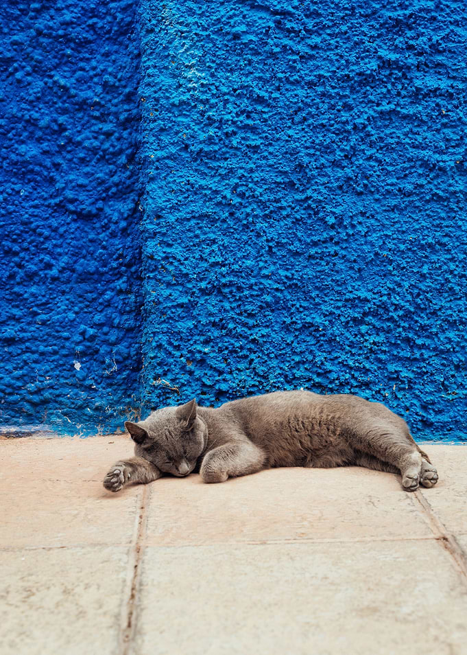 Cat Cats Feline Kitty