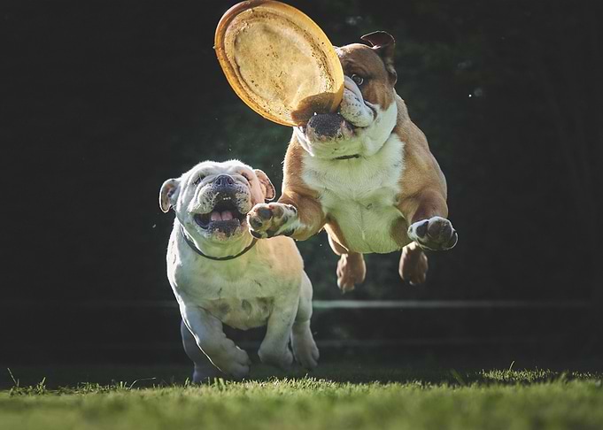 bulldog funny