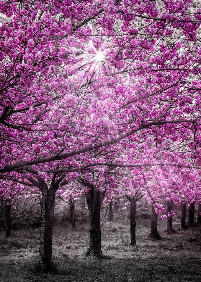 Cherry blossoms sunlight