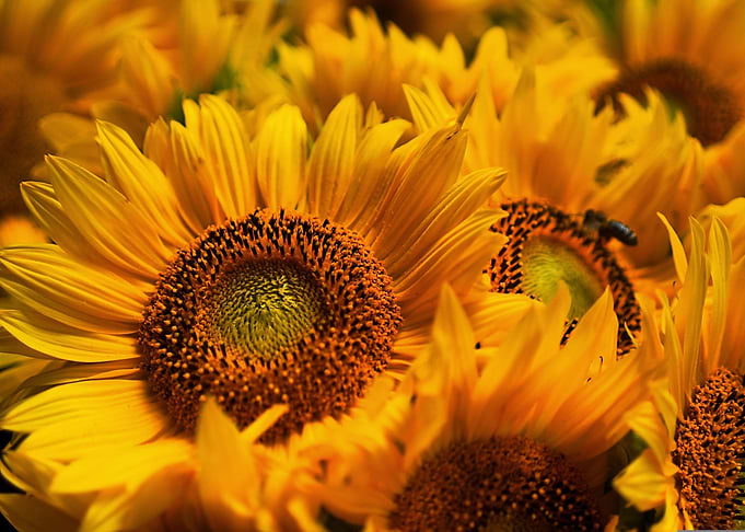Sun flowers