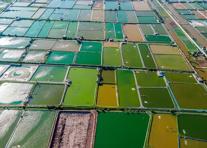 Shrimp farms on a nice day