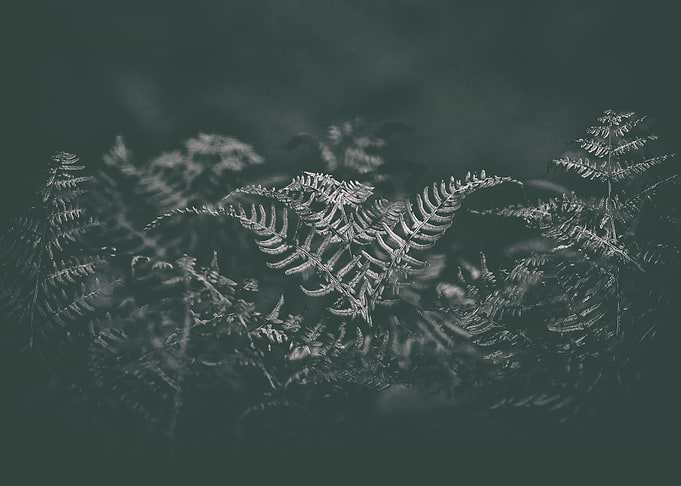 Gothic Nature