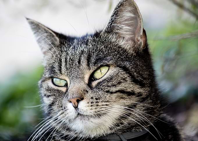 Cat Cats Feline Kitty