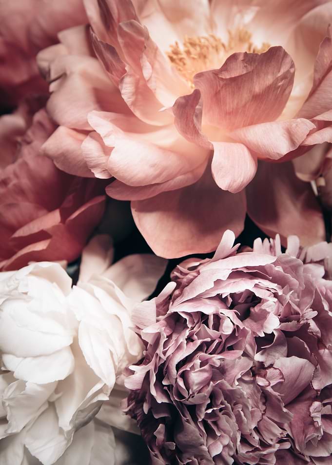 Peonies Flower