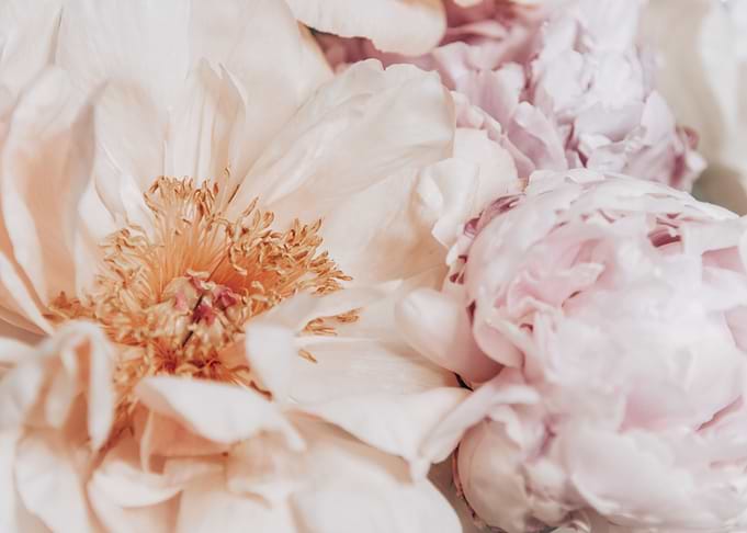 Peony