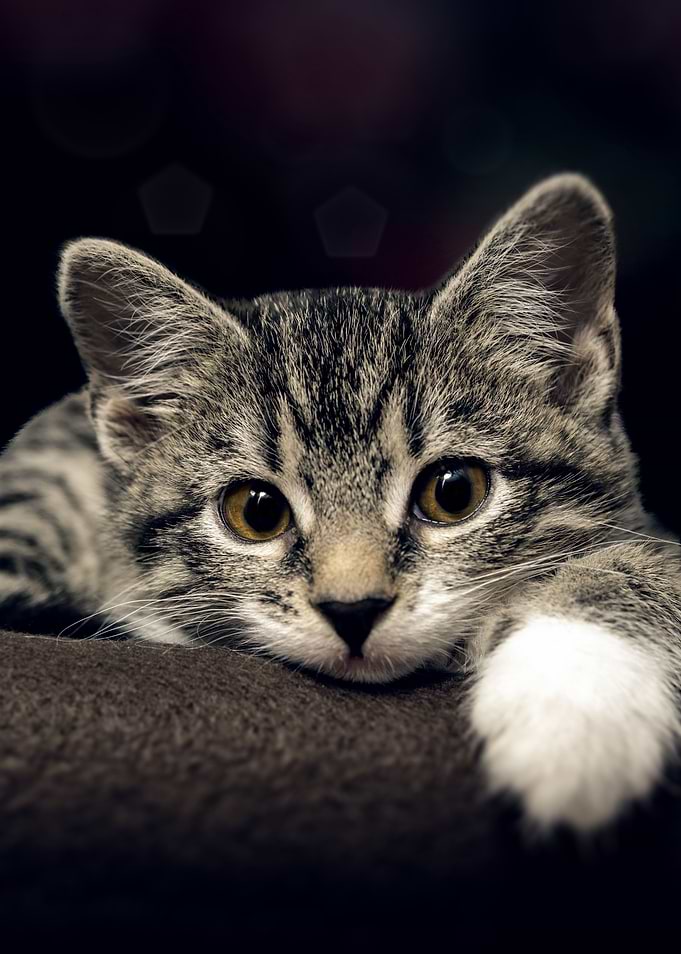 Cat Cats Feline Kitty