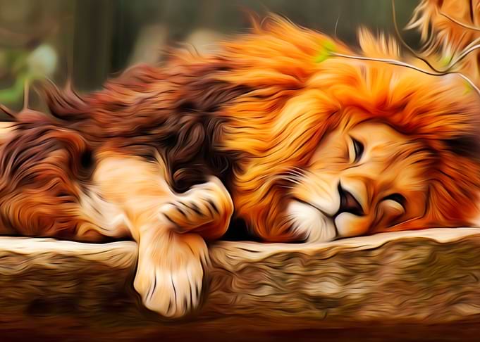 Resting Lion