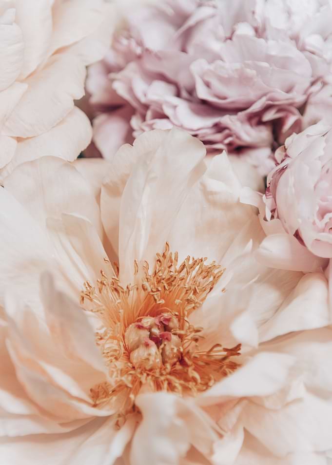 Dusty pink Peonies