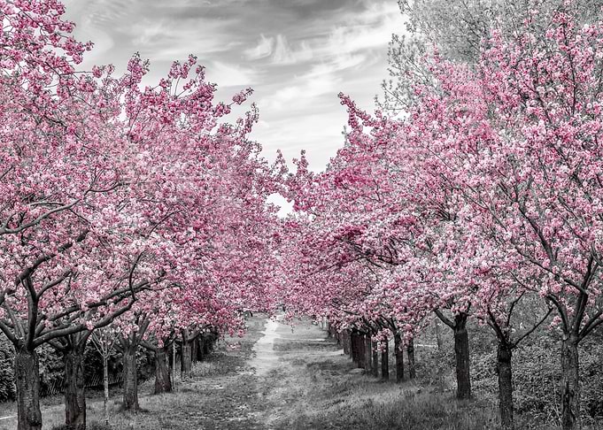 Cherry blossom alley