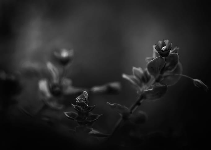 Gothic Nature 2