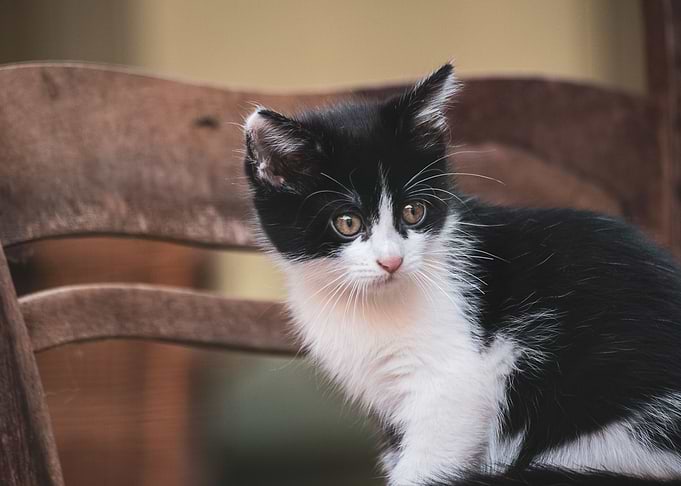 Cat Cats Feline Kitty
