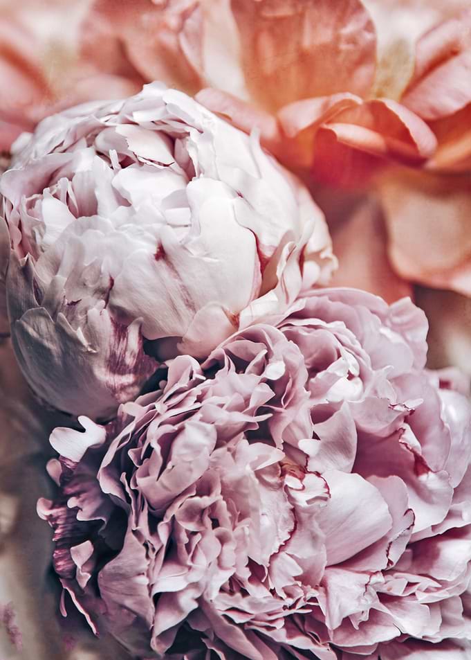 Dusty Peony