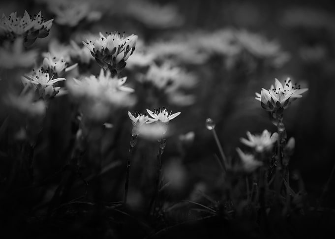 Gothic Nature 4