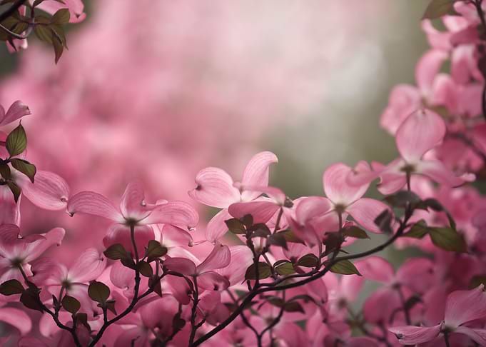Spring flowers