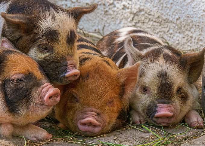 piggy like