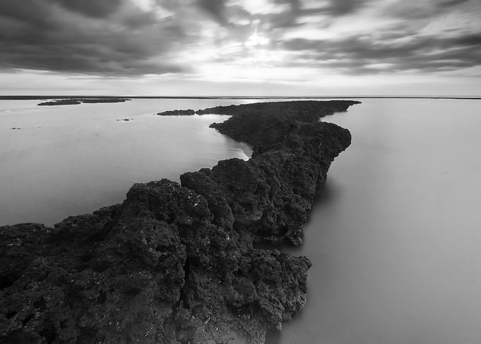 Algae Reef Landscape