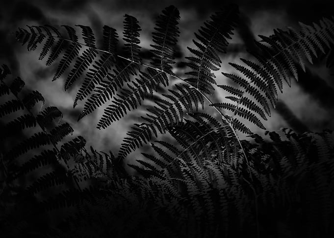 Gothic Nature 5