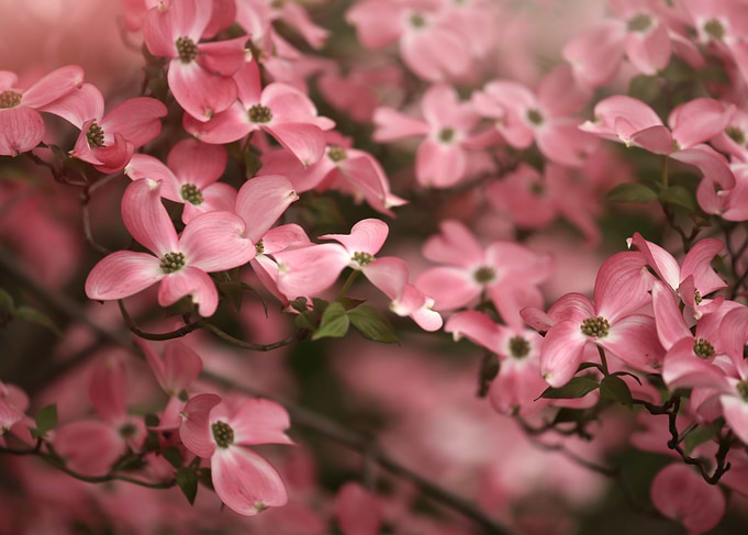 Spring flowers