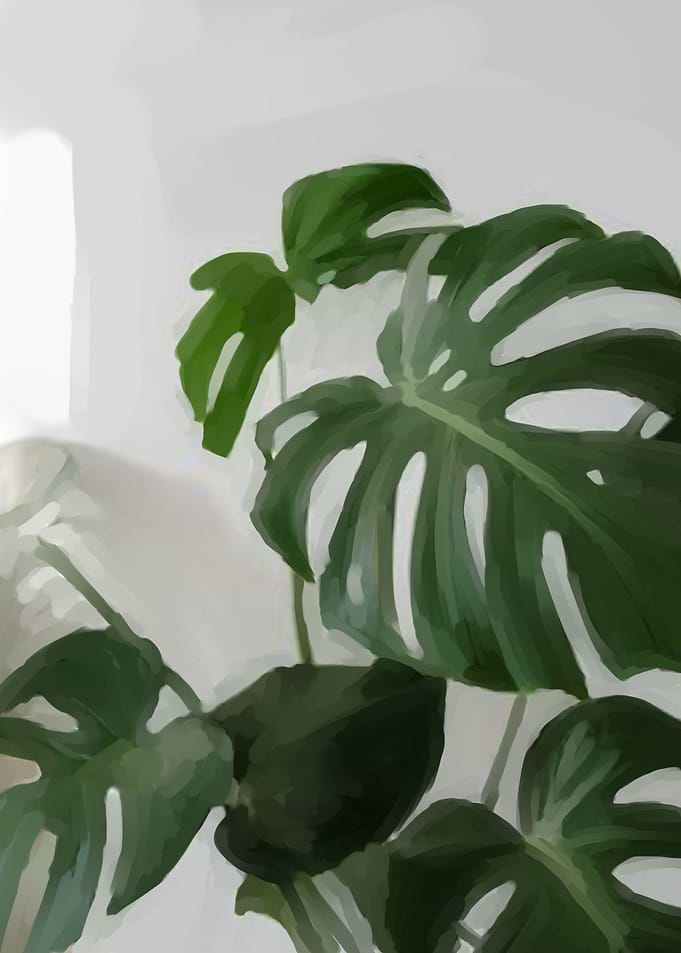 swiss cheese plant