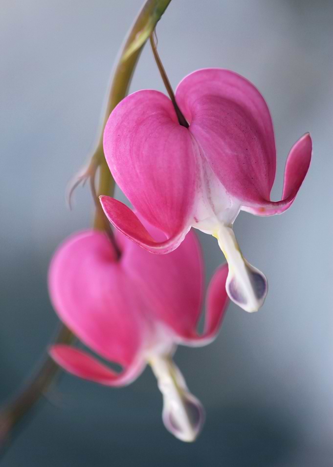 Spring flowers