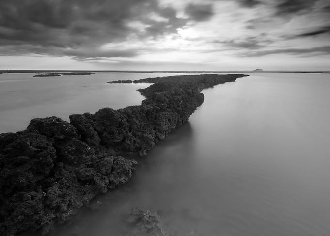 Algae Reef Landscape