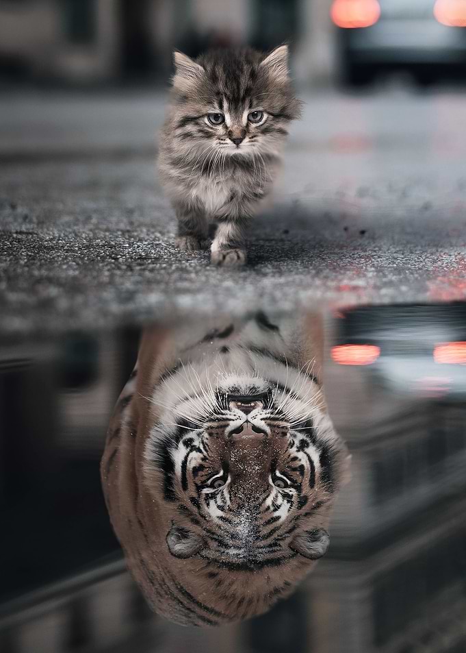 Tiger Mindset
