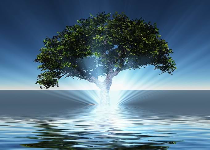 Green tree grows