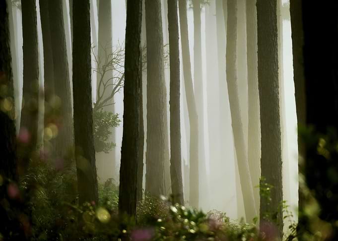 Rain forest
