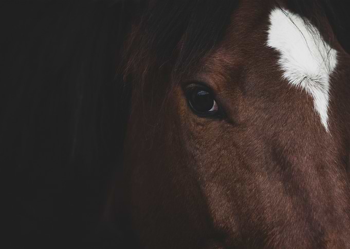 horse inspirational