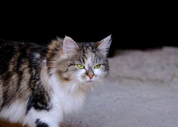 Cat Cats Feline Kitty