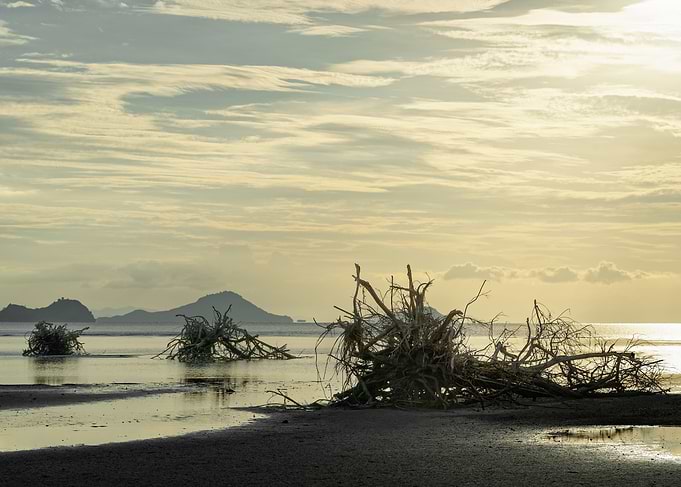 Tree roots on the beach