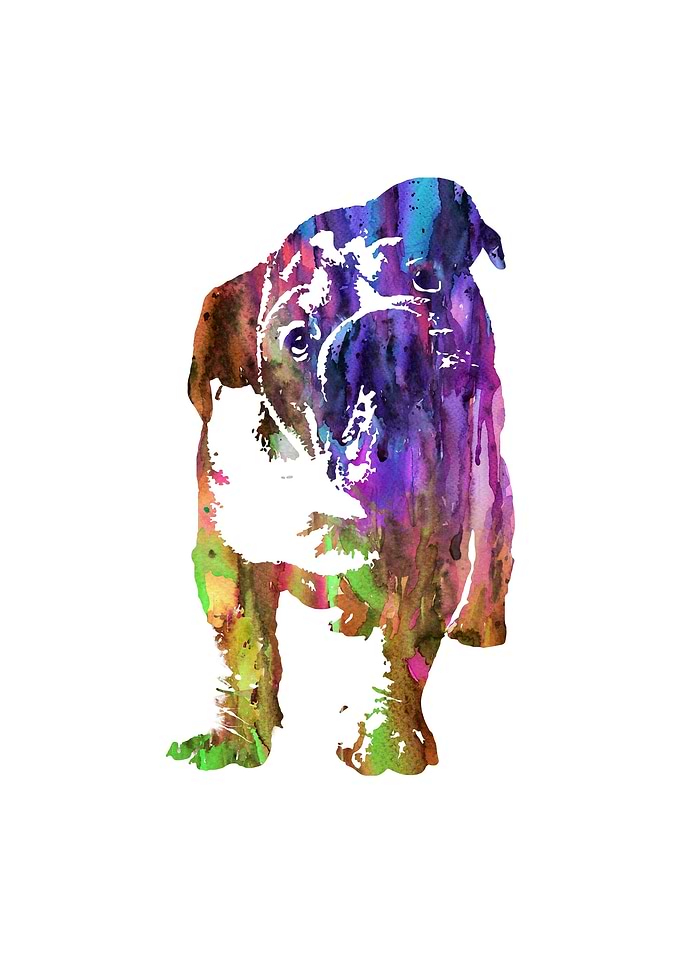 English Bulldog