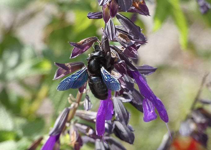 Abeille noire qui butine