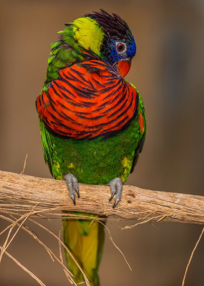 Parrot Grooming