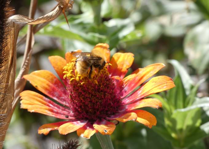 Abeille qui butine
