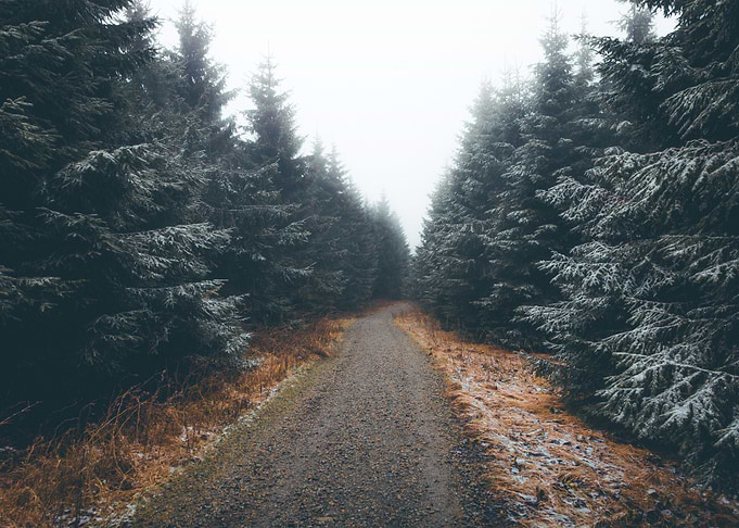 Cold Forest