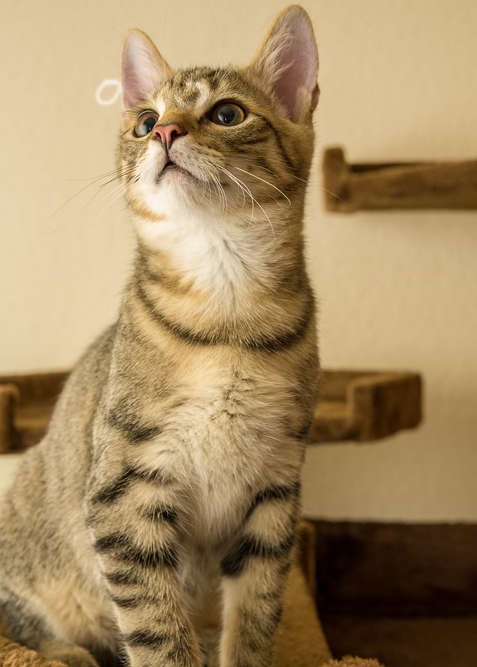 Cat Cats Feline Kitty
