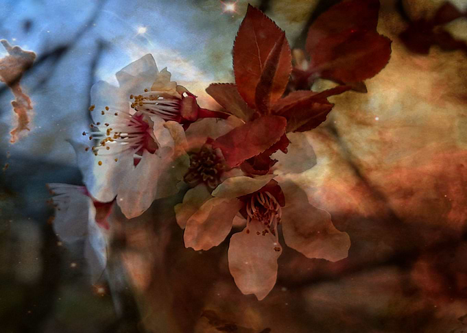 Vintage apple blossoms