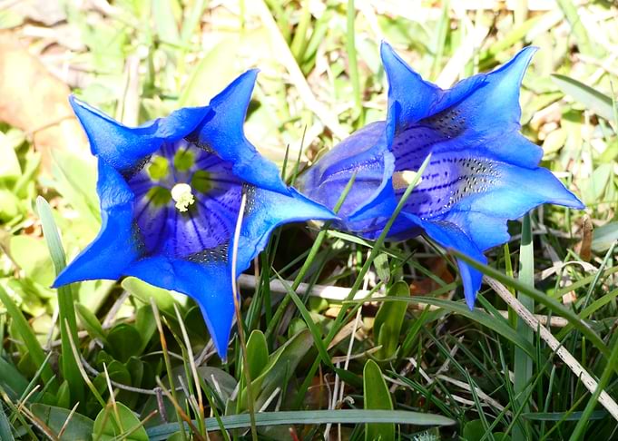 fleurs des montagnes