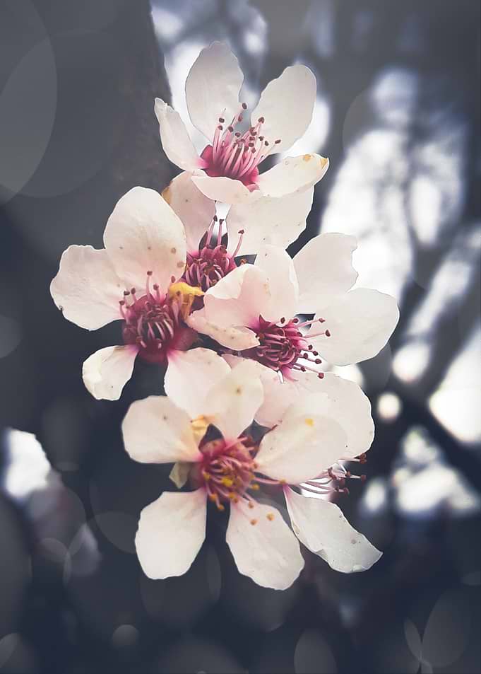 VIntage apple blossom