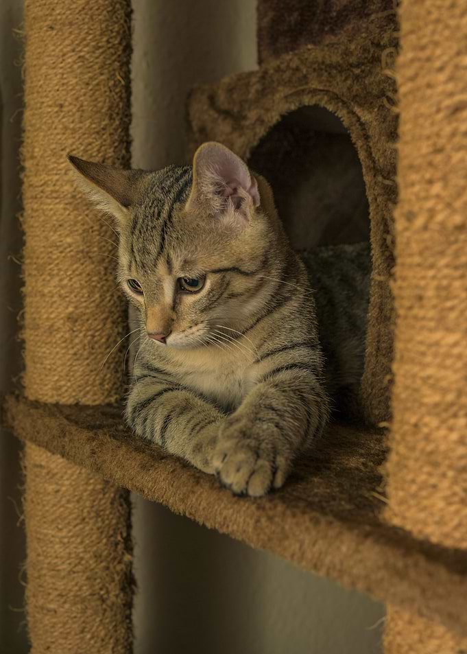 Cat Cats Feline Kitty